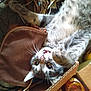 Gizmo is registered to the contest to win money with this photo: cat, gray_tabby, brown_bag, box, clutter, whiskers, curious, indoor, pet, animal, feline, playful, upside_down, fur, wide_eyes, domestic_cat, closeup, resting, paws, background_objects