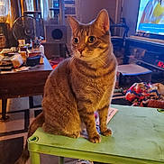 Gizmo is registered to the contest to win money with this photo: cat, tabby_cat, table, living_room, cat_tower, fan, television, furniture, footwear, curtains, carpet, papers, clutter, window, air_conditioner, chair, orange_cat, indoor, pet, home