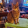 cat, tabby_cat, table, living_room, cat_tower, fan, television, furniture, footwear, curtains, carpet, papers, clutter, window, air_conditioner, chair, orange_cat, indoor, pet, home