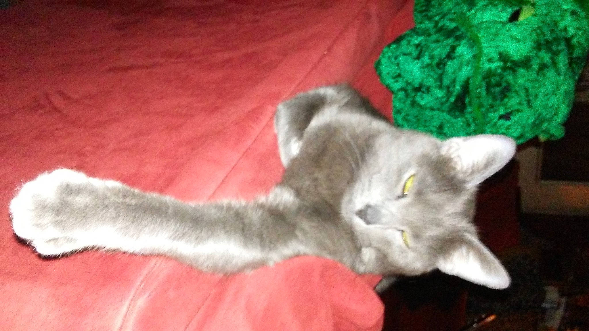 Dexter joined the competition — help win amazing prizes! carnivore, cat, comfort, domestic_short_haired_cat, fawn, felidae, fur, grey, paw, russian_blue, small_to_medium_sized_cats, tail, whiskers