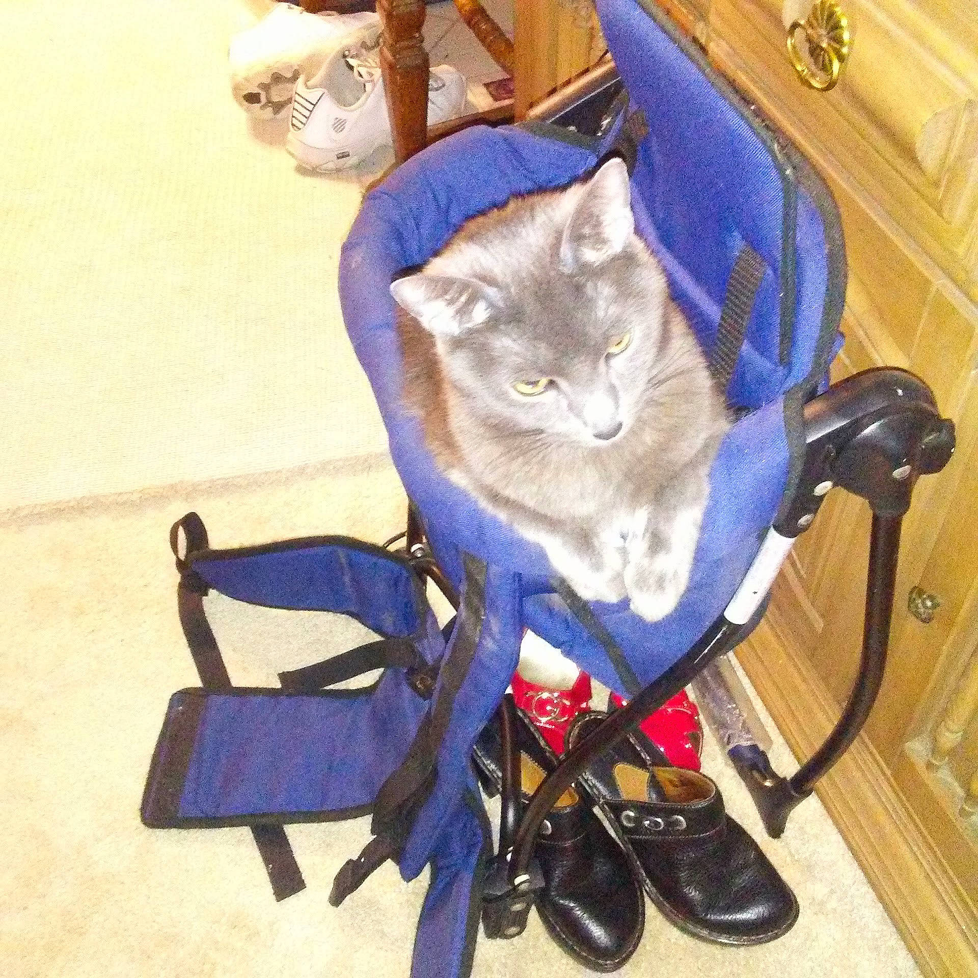 Dexter joined the competition — help win amazing prizes! art, bag, canidae, carmine, carnivore, cat, chair, comfort, domestic_short_haired_cat, electric_blue, fashion_accessory, fawn, felidae, fur, hat, paw, small_to_medium_sized_cats, tail, whiskers, working_animal