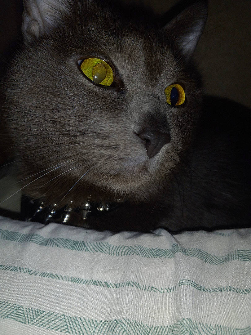 Dexter joined the competition — help win amazing prizes! black_cat, carnivore, cat, comfort, domestic_short_haired_cat, felidae, fur, grey, iris, pattern, russian_blue, small_to_medium_sized_cats, snout, whiskers