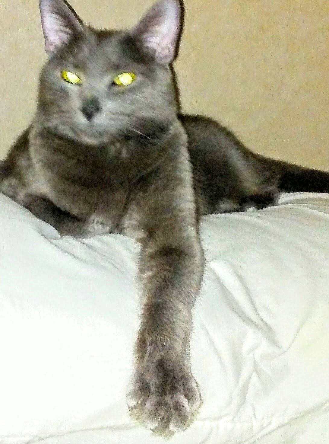 Dexter joined the competition — help win amazing prizes! carnivore, cat, claw, comfort, domestic_short_haired_cat, felidae, fur, grey, russian_blue, small_to_medium_sized_cats, snout, tail, terrestrial_animal, whiskers