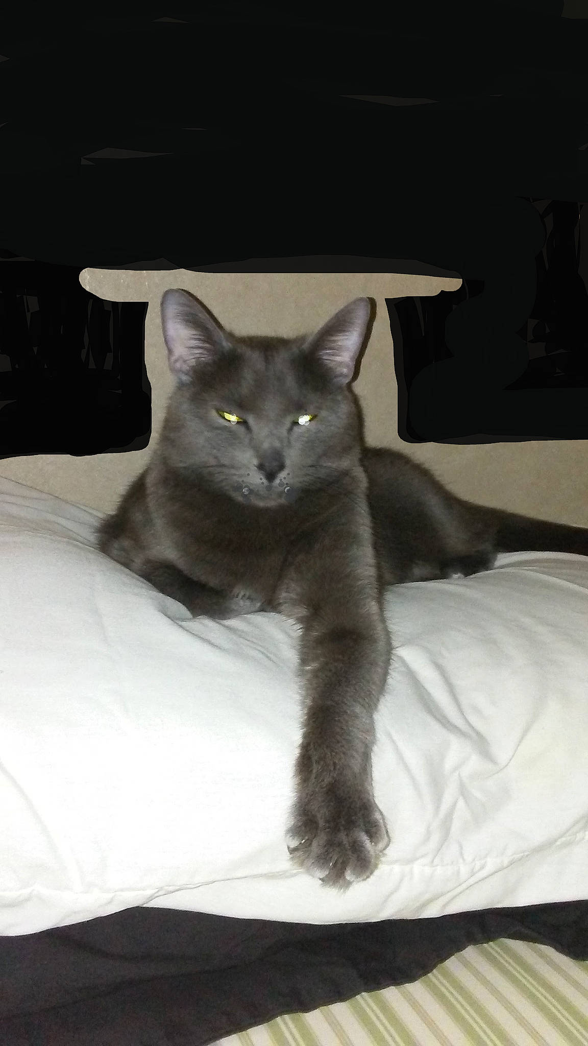 Dexter is registered to the contest to win money with this photo: bed, black_cat, carnivore, cat, cat_bed, cat_supply, claw, comfort, domestic_short_haired_cat, eye, felidae, fur, grey, russian_blue, small_to_medium_sized_cats, snout, tail, whiskers, window