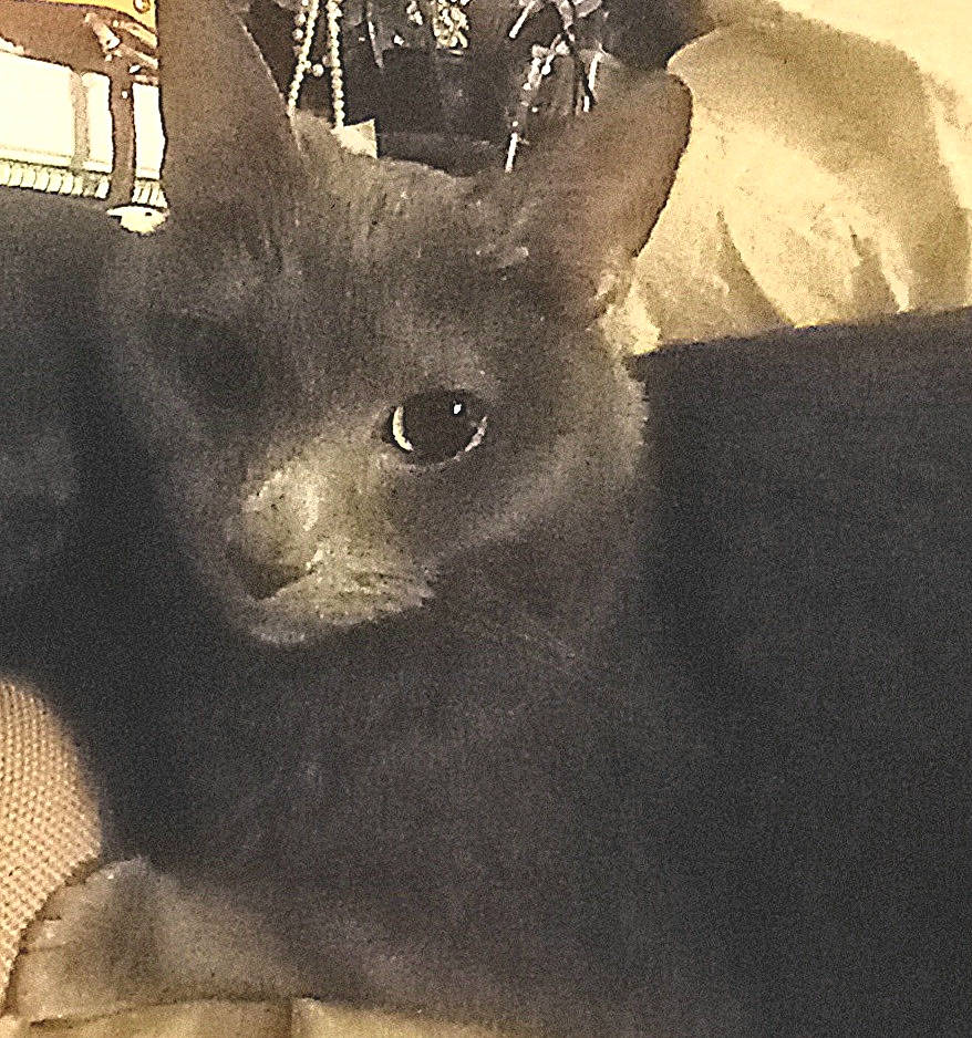 Dexter is registered to the contest to win money with this photo: carnivore, cat, comfort, domestic_short_haired_cat, ear, felidae, fur, grey, monochrome, small_to_medium_sized_cats, snout, square, whiskers