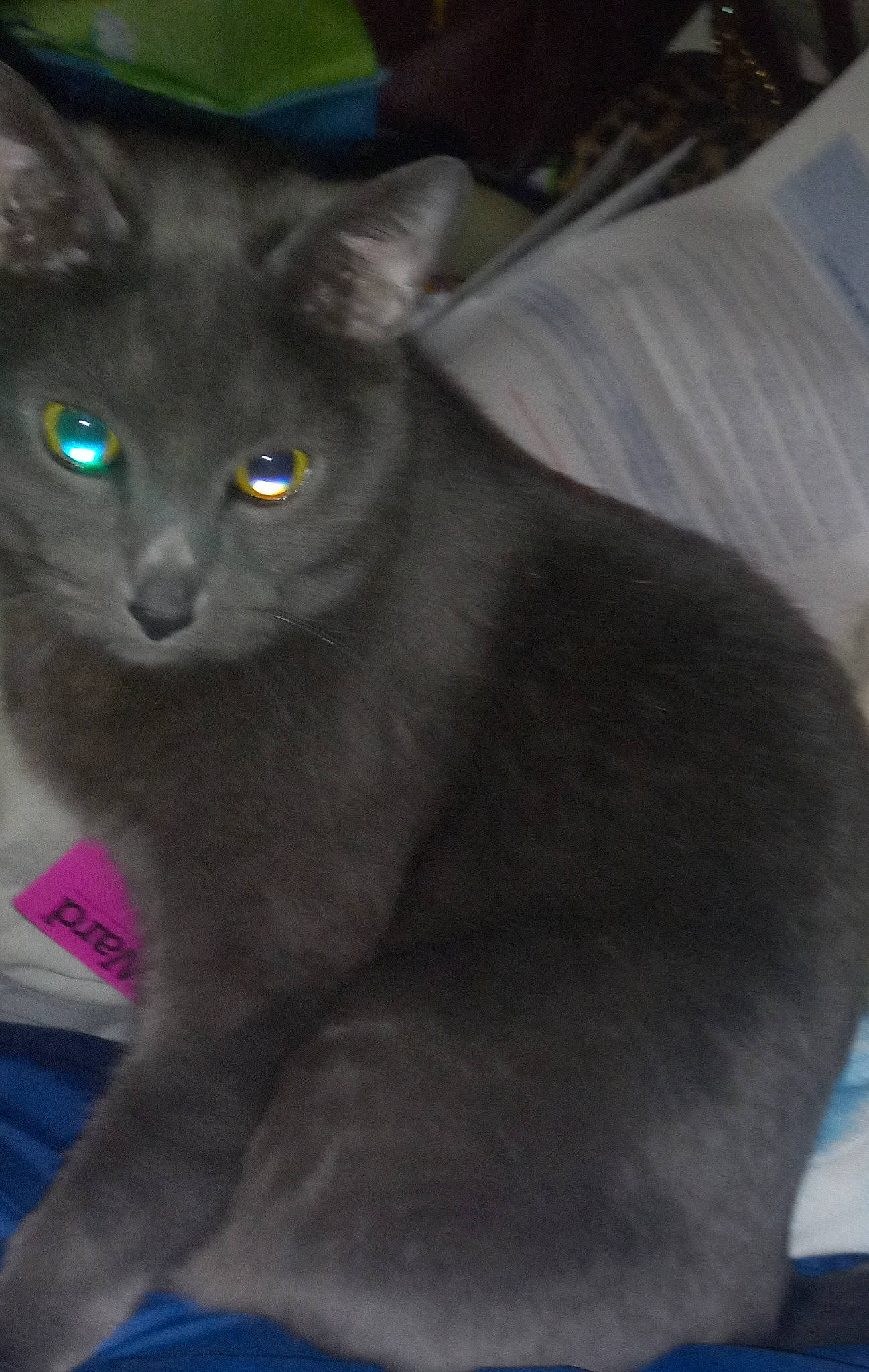 Dexter is registered to the contest to win money with this photo: carnivore, cat, domestic_short_haired_cat, electric_blue, felidae, fur, grey, havana_brown, iris, small_to_medium_sized_cats, snout, terrestrial_animal, whiskers, window