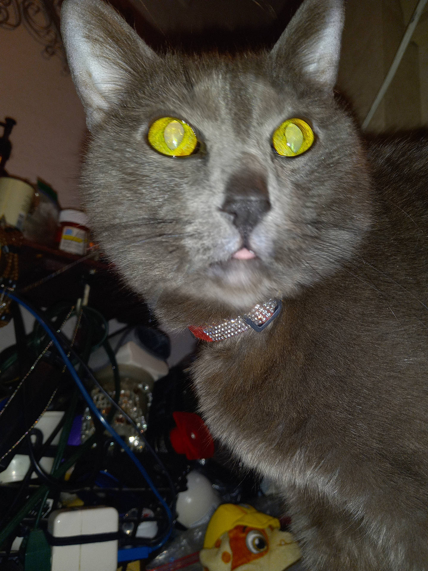 abyssinian, accessories, alloywheel, animal, bicycle, blackcat, car, carwheel, cat, collar, electronics, kitten, machine, manx, pet, spoke, tire, transportation, vehicle, wheel