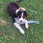 Brownie a rejoint le concours — aidez-le/la à gagner de superbes lots ! puppy, dog, tricolor, black_white_brown, grass, outdoor, rope_toy, playing, lying_down, portrait, animal, pet, floppy_ears, white_paws, brown_markings, greenery, backyard, cute, looking_at_camera, daylight