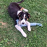 puppy, dog, tricolor, black_white_brown, grass, outdoor, rope_toy, playing, lying_down, portrait, animal, pet, floppy_ears, white_paws, brown_markings, greenery, backyard, cute, looking_at_camera, daylight