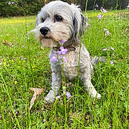 Cookie joined the competition — help win amazing prizes! dog, white_dog, grass, wildflowers, outdoor, nature, meadow, scruffy, pet, animal, curious, sitting, greenery, collar, flora, canine, field, spring, cute, fur