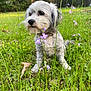 dog, white_dog, grass, wildflowers, outdoor, nature, meadow, scruffy, pet, animal, curious, sitting, greenery, collar, flora, canine, field, spring, cute, fur