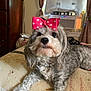 dog, pet, bow, pearl_necklace, curly_fur, bed, indoor, cozy, curtains, air_conditioner, furniture, gray_fur, small_dog, looking, cute, animal, resting, domestic_animal, accessory, portrait