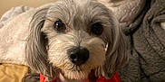 Cookie is registered to the contest to win money with this photo: dog, pet, small_dog, red_jacket, fur, bed, blanket, cozy, indoor, portrait, cute, animal, domestic_animal, looking_at_camera, soft_lighting, warm_colors, fur_texture, ears, nose, eyes