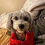 dog, pet, small_dog, red_jacket, fur, bed, blanket, cozy, indoor, portrait, cute, animal, domestic_animal, looking_at_camera, soft_lighting, warm_colors, fur_texture, ears, nose, eyes