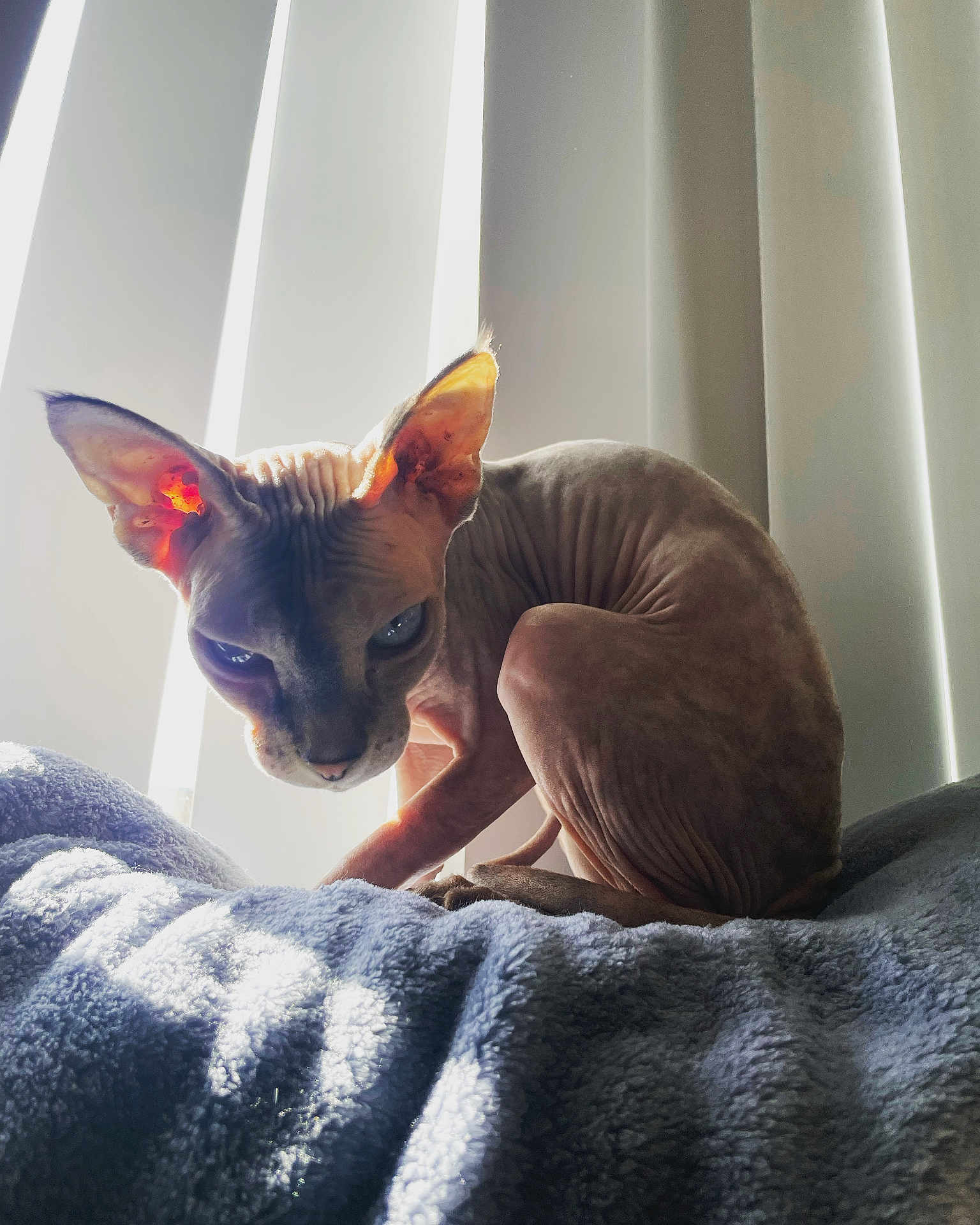 Queen Aria is registered to the contest to win money with this photo: cat, sphynx, hairless_cat, pet, indoor, blanket, vertical_blinds, sunlight, shadow, wrinkles, large_ears, blue_eyes, window, sitting, cozy, portrait, soft_texture, moody_lighting, feline, curious