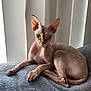 Queen Aria joined the competition — help win amazing prizes! sphynx_cat, cat, hairless_cat, pet, indoor, blinds, blanket, bed, paw, ear, eye, staring, resting, curled_tail, wrinkled_skin, soft_light, portrait, domestic_animal, texture, window_light