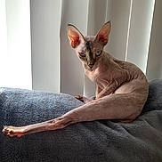 Queen Aria joined the competition — help win amazing prizes! cat, sphynx_cat, hairless_cat, pet, indoor, blinds, blanket, couch, blue_eyes, wrinkled_skin, large_ears, paw, stretch, portrait, sunlight, shadow, cozy, stare, feline, minimal_background