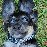 Moxey joined the competition — help win amazing prizes! dog, puppy, grass, ears, collar, black_fur, white_fur, tan_fur, pet, cute, outdoor, lying_down, close_up, playful, animal, mammal, nose, whiskers, fur, eyes
