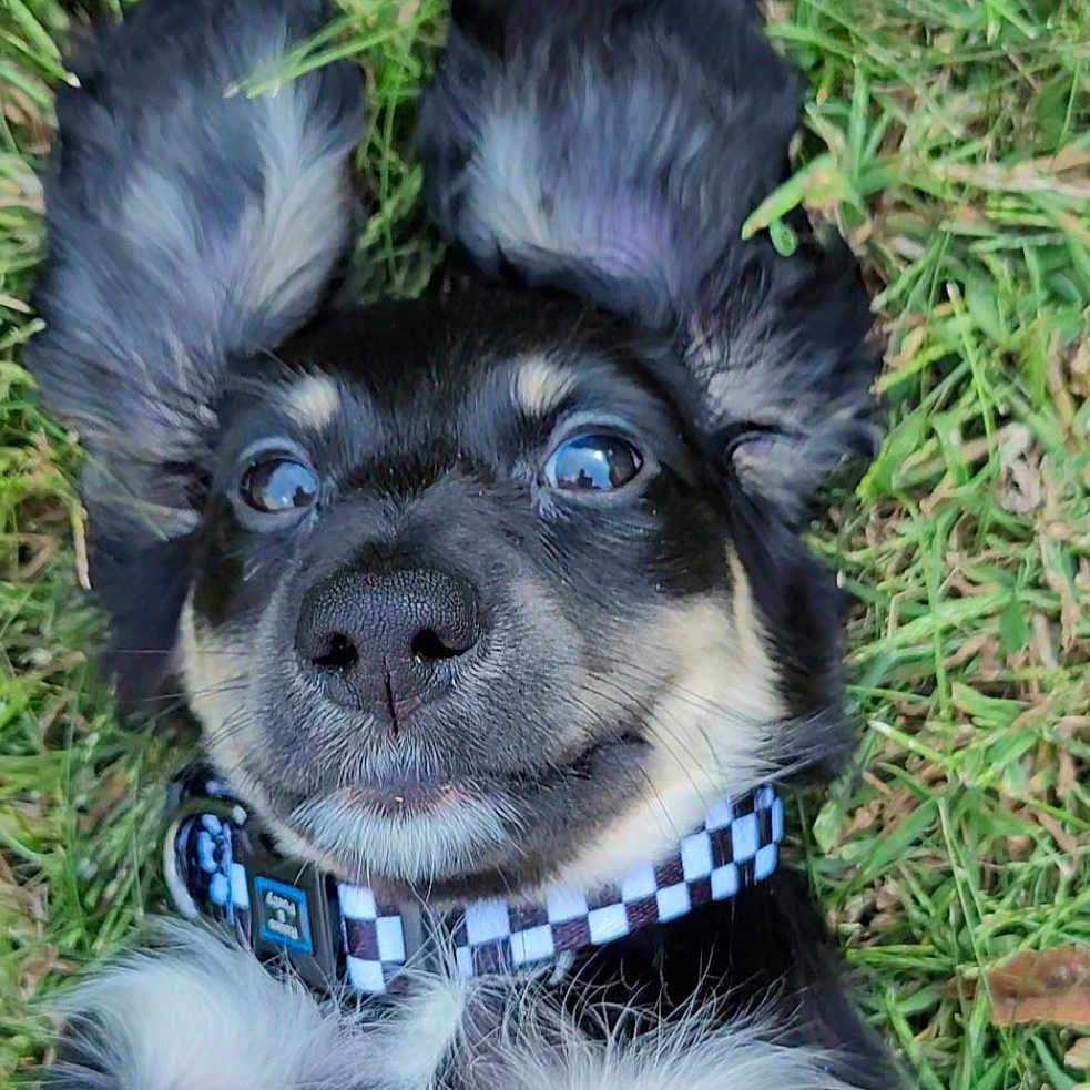 Moxey joined the competition — help win amazing prizes! animal, black_fur, close_up, collar, cute, dog, ears, eyes, fur, grass, lying_down, mammal, nose, outdoor, pet, playful, puppy, tan_fur, whiskers, white_fur