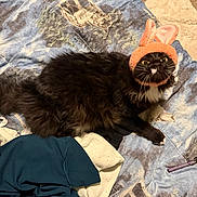 Kiwi is registered to the contest to win money with this photo: cat, black_cat, bunny_ears, hat, bed, quilt, clothing, pen, fur, pet, indoor, cozy, animal, wide_eyes, cute, fluffy, lying_down, textile, fabric, relaxed