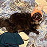 cat, black_cat, bunny_ears, hat, bed, quilt, clothing, pen, fur, pet, indoor, cozy, animal, wide_eyes, cute, fluffy, lying_down, textile, fabric, relaxed