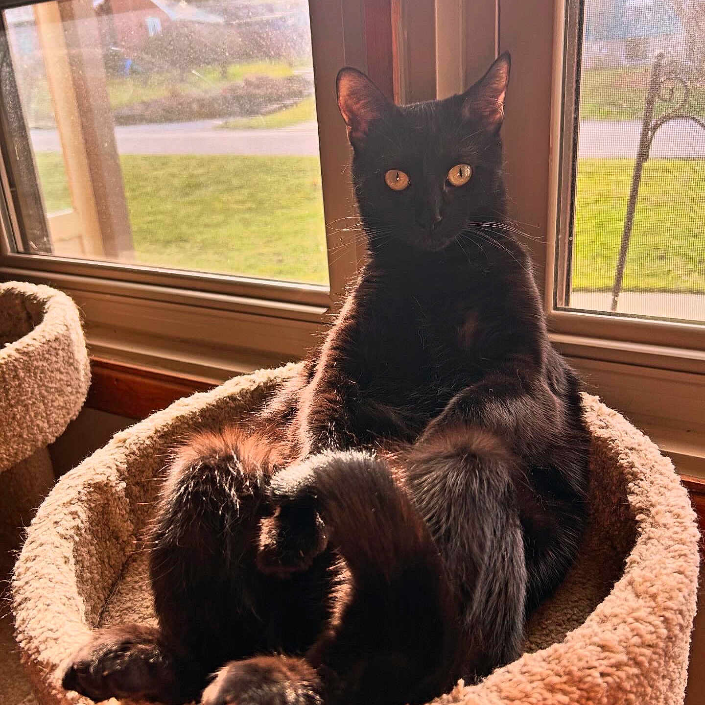 Phoebe joined the competition — help win amazing prizes! animal, black_cat, cat, cat_bed, comfortable, cozy, curious, ears, eyes, feline, fur, home, indoor, pet, relaxing, resting, sunlight, tail, whiskers, window