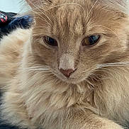 George joined the competition — help win amazing prizes! cat, feline, close_up, fur, whiskers, portrait, pet, indoor, sleepy, ginger, orange_cat, long_hair, nose, eyes, ear, paw, cozy, resting, bed, fluffy