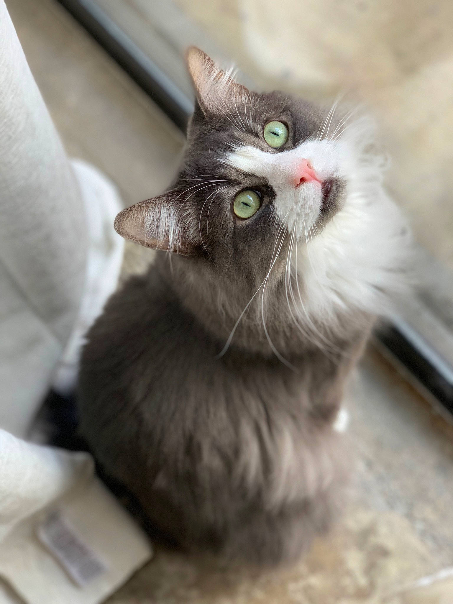 Grumpy joined the competition — help win amazing prizes! carnivore, cat, claw, comfort, domestic_short_haired_cat, felidae, fur, grey, paw, plant, small_to_medium_sized_cats, snout, tail, vegetable, whiskers