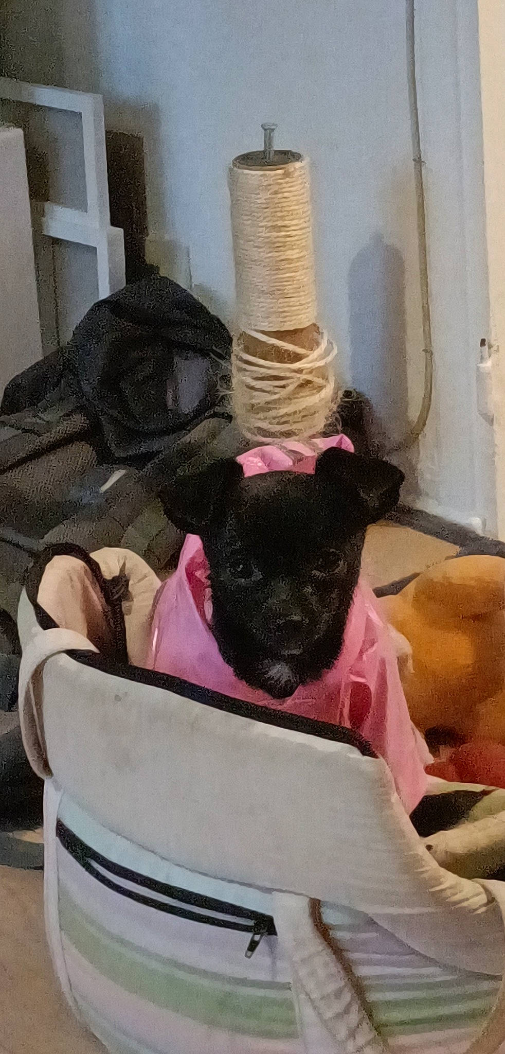 Havana a rejoint le concours — aidez-le/la à gagner de superbes lots ! canidae, carnivore, comfort, companion_dog, couch, dog, dog_breed, fashion_accessory, fawn, felidae, fur, linens, magenta, room, small_to_medium_sized_cats, snout, sporting_group, tail, toy_dog, whiskers