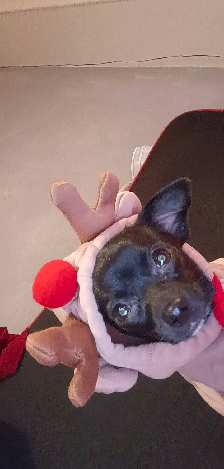 Havana participe au concours pour gagner de l'argent avec cette photo : canidae, carnivore, comfort, companion_dog, dog, dog_breed, dog_supply, ear, fawn, finger, fur, gesture, happy, nail, paw, snout, sporting_group, toy_dog, whiskers, working_animal