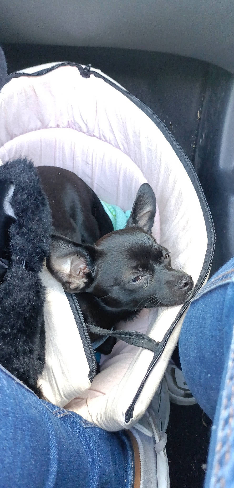 Havana a rejoint le concours — aidez-le/la à gagner de superbes lots ! canidae, carnivore, comfort, companion_dog, dog, dog_breed, felidae, fur, linens, mammal, nap, non_sporting_group, sitting, sleep, small_to_medium_sized_cats, snout, sporting_group, toy_dog, whiskers, working_animal