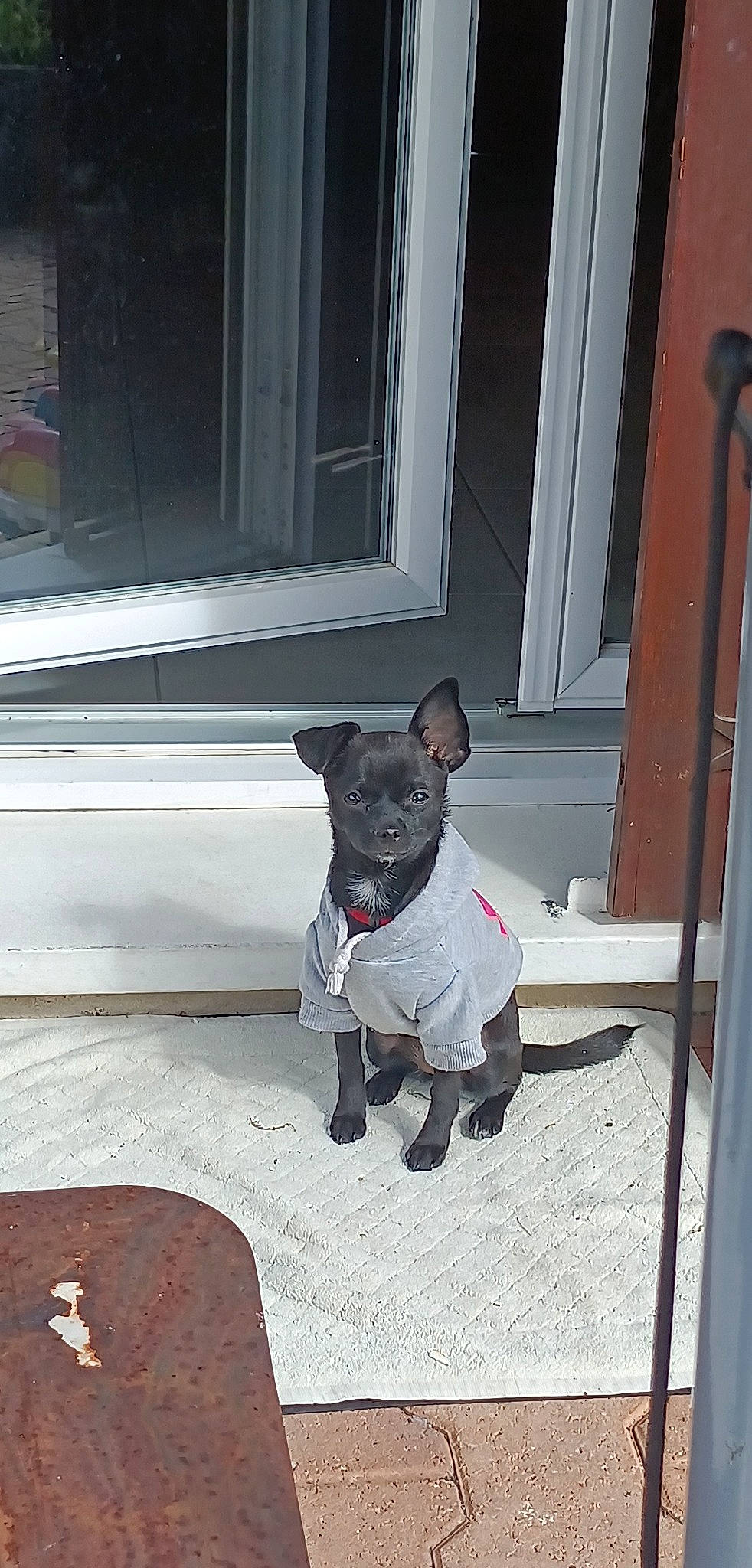 Havana a rejoint le concours — aidez-le/la à gagner de superbes lots ! canidae, carnivore, collar, companion_dog, dog, dog_breed, dog_collar, dog_supply, door, fashion_accessory, fawn, fixture, flooring, grey, leash, pet_supply, snout, sporting_group, tail, toy_dog