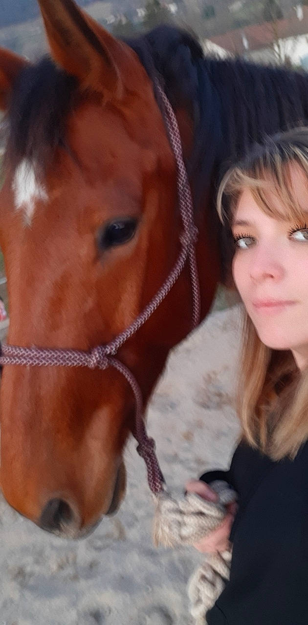 Baltik a rejoint le concours — aidez-le/la à gagner de superbes lots ! bridle, brown_hair, eye, hair, halter, horse, horse_grooming, horse_supplies, horse_tack, lip, liver, mane, mare, mustang_horse, nose, rein, skin, snout, sorrel, stallion