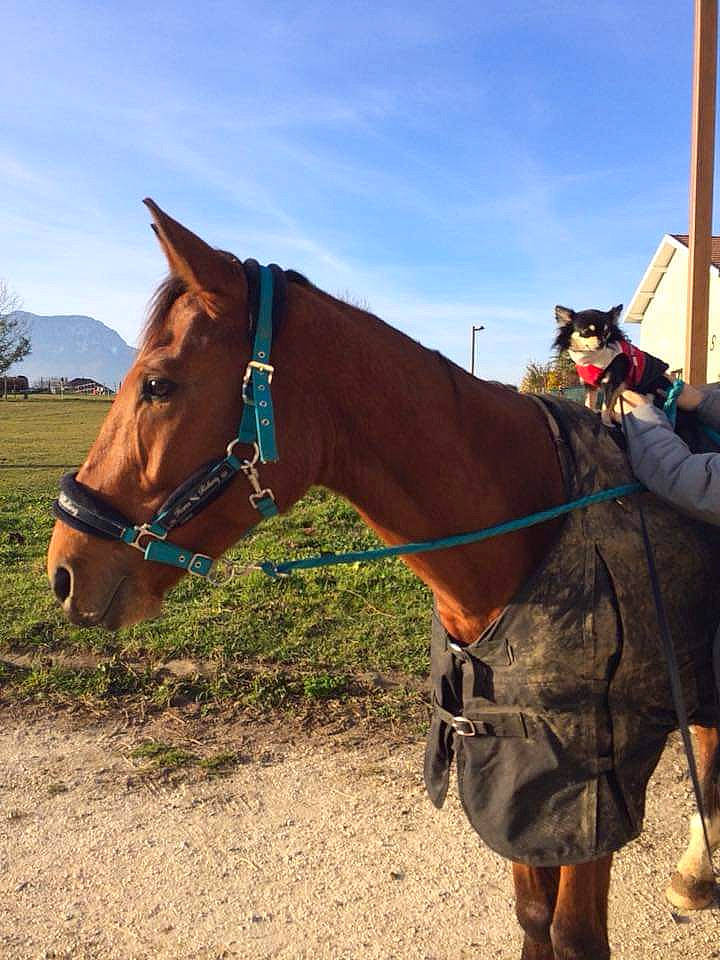 Baltik participe au concours pour gagner de l'argent avec cette photo : bridle, halter, horse, horse_harness, horse_supplies, horse_tack, landscape, mammal, mane, mare, neck, pack_animal, ranch, recreation, rein, saddle, snout, sorrel, stallion, working_animal