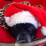 Charlie a rejoint le concours — aidez-le/la à gagner de superbes lots ! dog, black_dog, santa_hat, holiday, christmas, leopard_print, blanket, red_cushion, pet, animal, face, fur, cozy, indoors, close_up, cute, festive, resting, expression, wearing