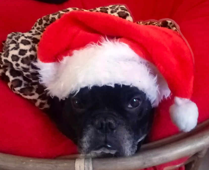 Charlie a rejoint le concours — aidez-le/la à gagner de superbes lots ! dog, black_dog, santa_hat, holiday, christmas, leopard_print, blanket, red_cushion, pet, animal, face, fur, cozy, indoors, close_up, cute, festive, resting, expression, wearing