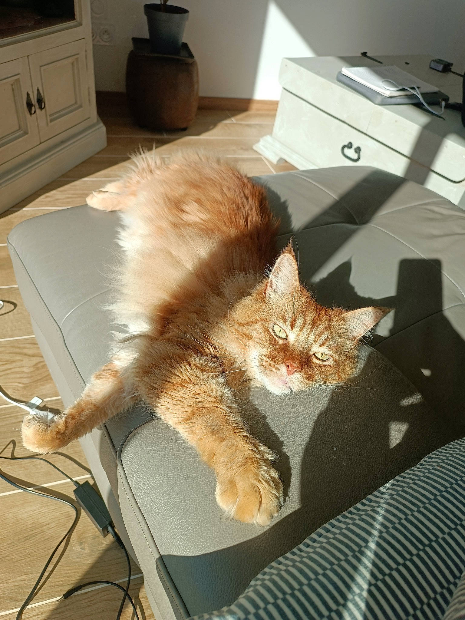 Sven a rejoint le concours — aidez-le/la à gagner de superbes lots ! box, cabinetry, cardboard, carnivore, cat, comfort, domestic_short_haired_cat, drawer, fawn, felidae, fur, lap, paw, personal_computer, plant, room, shipping_box, small_to_medium_sized_cats, tail, whiskers