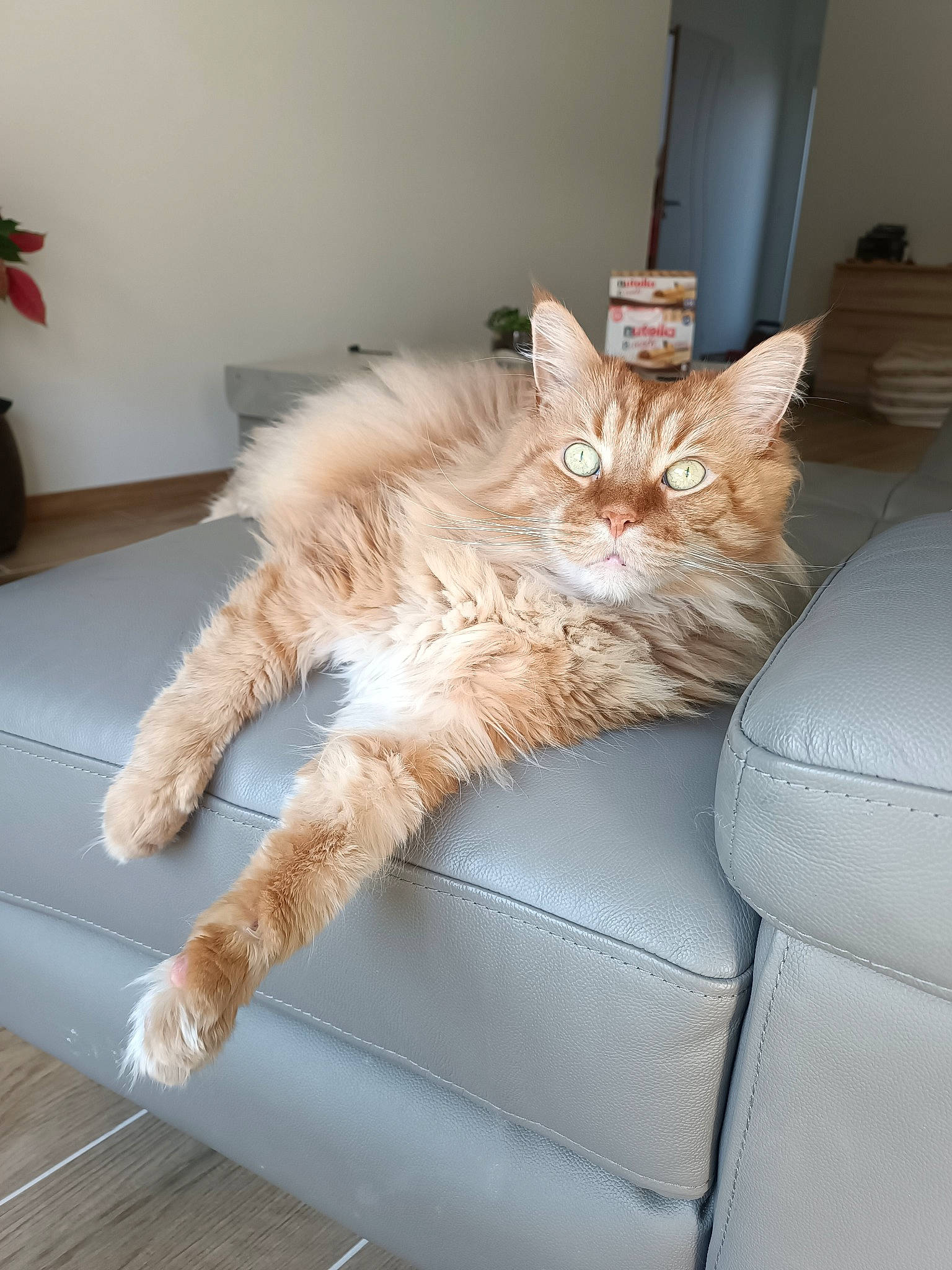 Sven a rejoint le concours — aidez-le/la à gagner de superbes lots ! carnivore, cat, chair, claw, comfort, couch, domestic_short_haired_cat, fawn, felidae, flooring, fur, hardwood, living_room, paw, plant, room, small_to_medium_sized_cats, tail, whiskers, wood