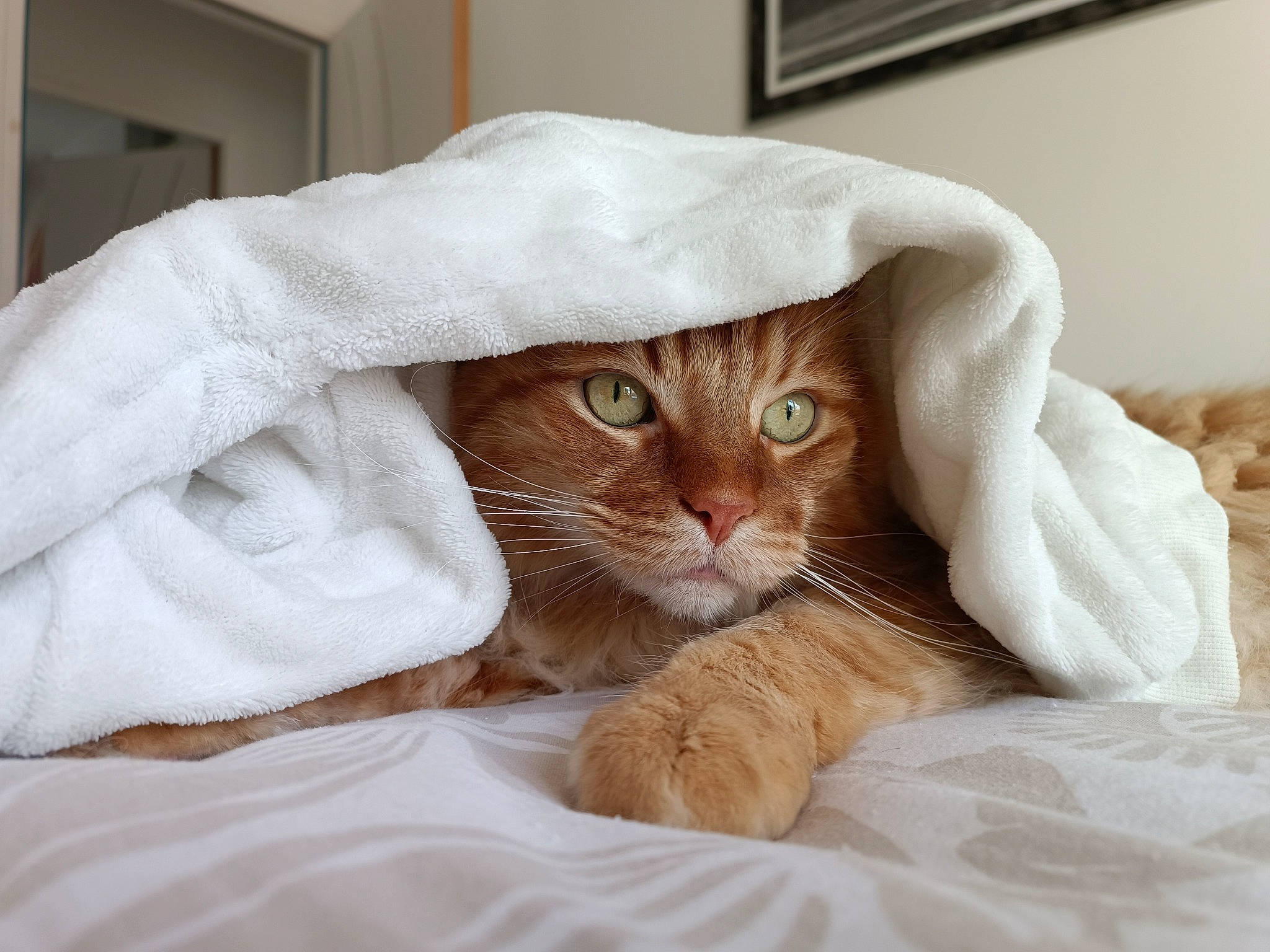 Sven participe au concours pour gagner de l'argent avec cette photo : bed, bed_sheet, bedding, carnivore, cat, comfort, domestic_short_haired_cat, ear, eye, fawn, felidae, fur, hat, linens, paw, peach, small_to_medium_sized_cats, snout, tail, whiskers
