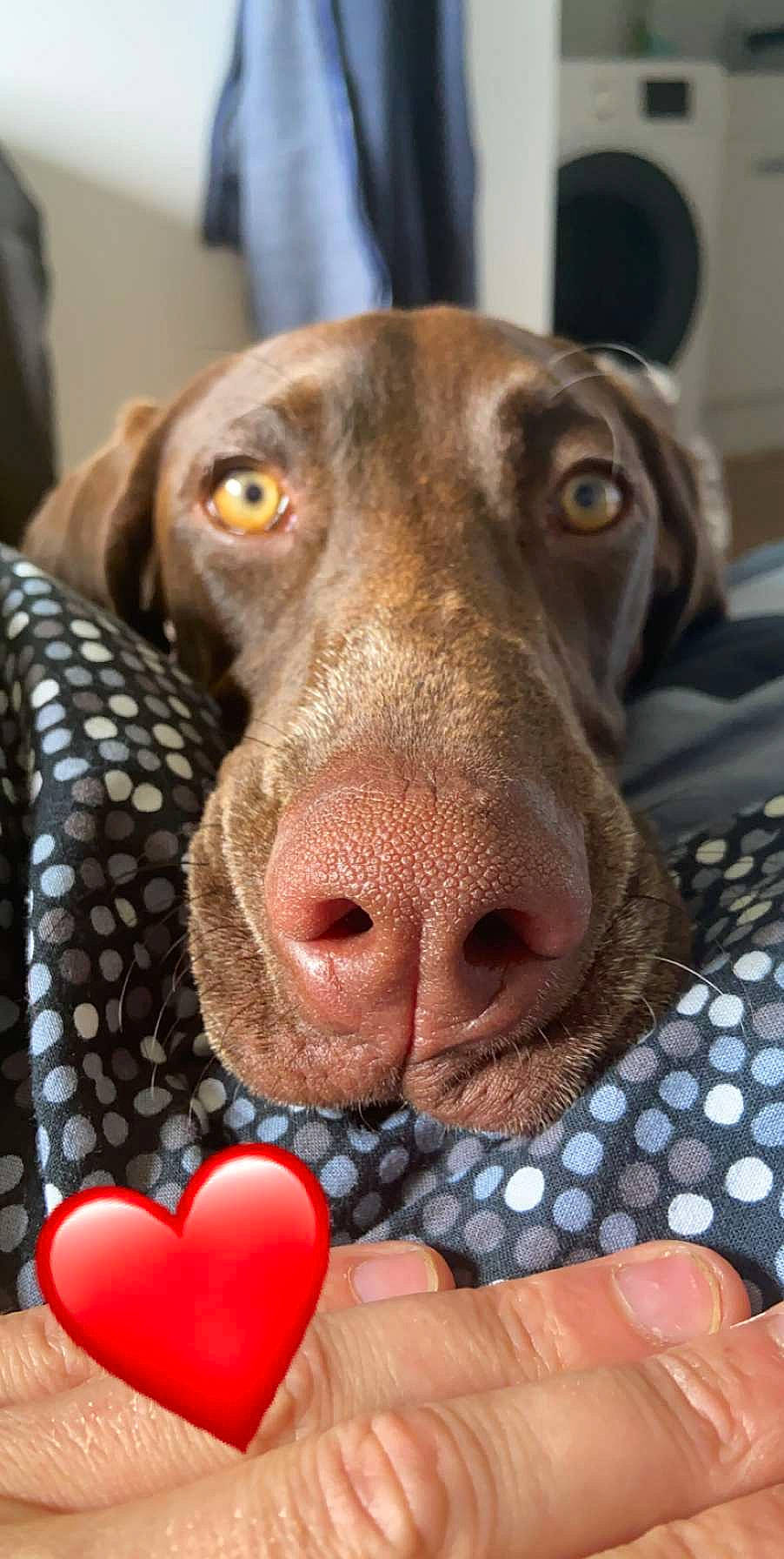Ruby participe au concours pour gagner de l'argent avec cette photo : braque_francais, canidae, carnivore, dog, dog_breed, dog_toy, ear, german_shorthaired_pointer, gun_dog, hunting_dog, labrador_retriever, liver, mouth, nose, pointer, pointing_breed, snout, sporting_group, vizsla, weimaraner