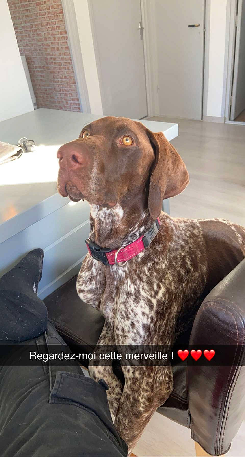 Ruby participe au concours pour gagner de l'argent avec cette photo : braque_dauvergne, braque_du_bourbonnais, braque_francais, canidae, carnivore, dog, dog_breed, dog_collar, german_shorthaired_pointer, hunting_dog, liver, mammal, old_danish_pointer, pachon_navarro, pointer, pointing_breed, snout, sporting_group, vertebrate, vizsla