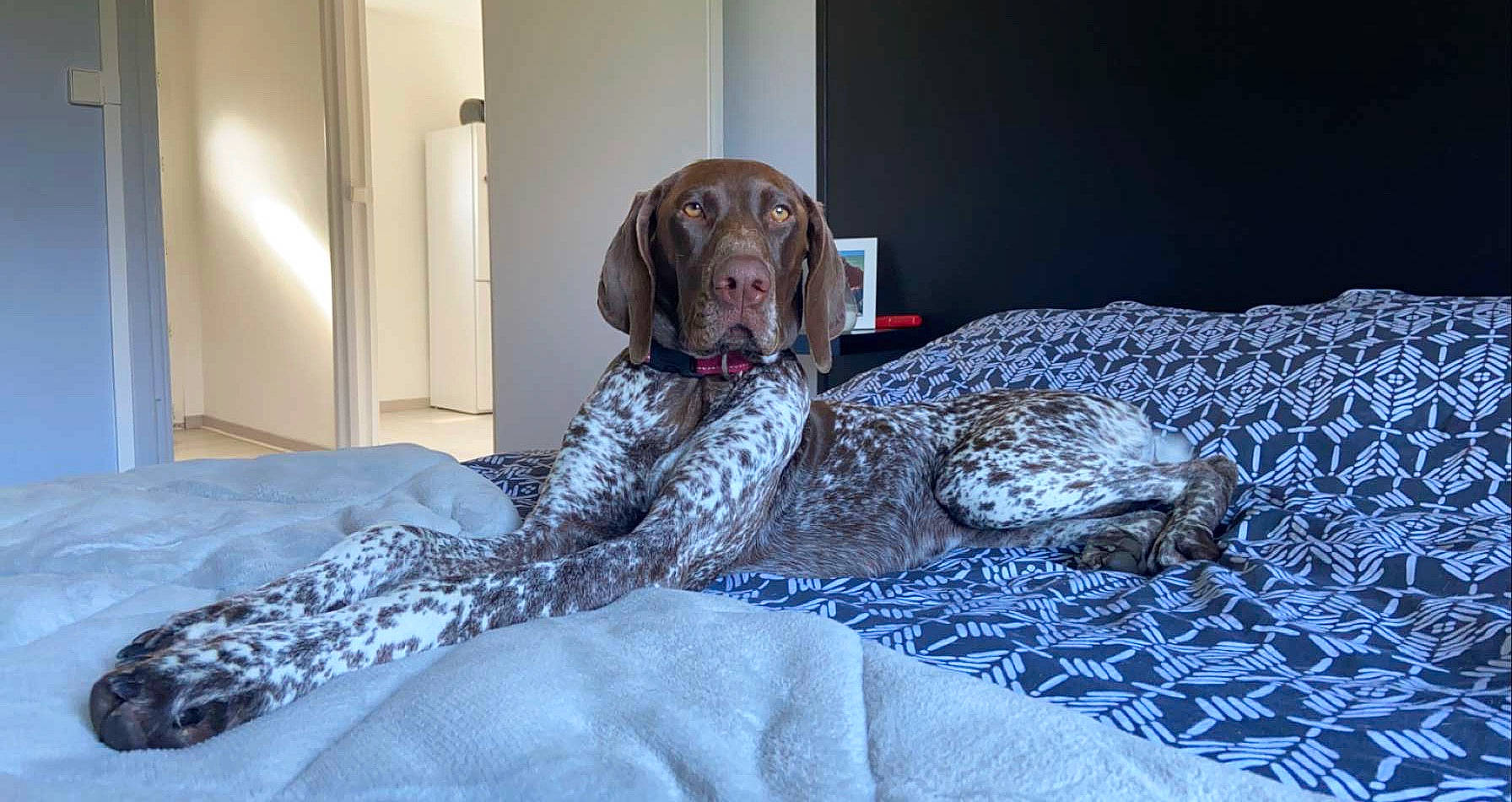 Ruby participe au concours pour gagner de l'argent avec cette photo : braque_dauvergne, braque_du_bourbonnais, braque_francais, canidae, carnivore, dog, dog_breed, german_longhaired_pointer, german_shorthaired_pointer, gun_dog, hunting_dog, liver, mammal, old_danish_pointer, pachon_navarro, pointer, pointing_breed, snout, sporting_group, vertebrate