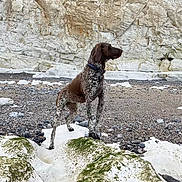 Ruby a rejoint le concours — aidez-le/la à gagner de superbes lots ! alert, animal, brown_dog, canine, cliff, collar, daytime, dog, environment, landscape, moss, nature, outdoor, pebbles, quiet, rocky_beach, scenic, serene, standing, wildlife