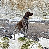 alert, animal, brown_dog, canine, cliff, collar, daytime, dog, environment, landscape, moss, nature, outdoor, pebbles, quiet, rocky_beach, scenic, serene, standing, wildlife