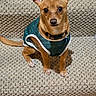 dog, small_dog, pet, animal, stairs, carpet, brown_dog, ears, eyes, sitting, vest, clothing, indoor, cute, looking_at_camera, paw, collar, floor, texture, portrait