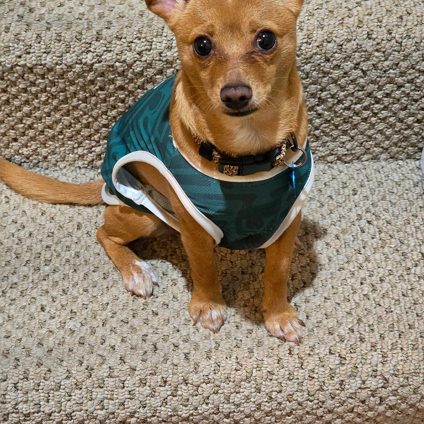 Lola is registered to the contest to win money with this photo: dog, small_dog, pet, animal, stairs, carpet, brown_dog, ears, eyes, sitting, vest, clothing, indoor, cute, looking_at_camera, paw, collar, floor, texture, portrait