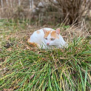 Sky participe au concours pour gagner de l'argent avec cette photo : animal, blurred_background, bokeh, bushes, cat, daylight, ears, eyes, grass, greenery, ground, lying_down, mammal, nature, orange_spot, outdoor, pet, whiskers, white_cat, yard