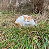 animal, blurred_background, bokeh, bushes, cat, daylight, ears, eyes, grass, greenery, ground, lying_down, mammal, nature, orange_spot, outdoor, pet, whiskers, white_cat, yard