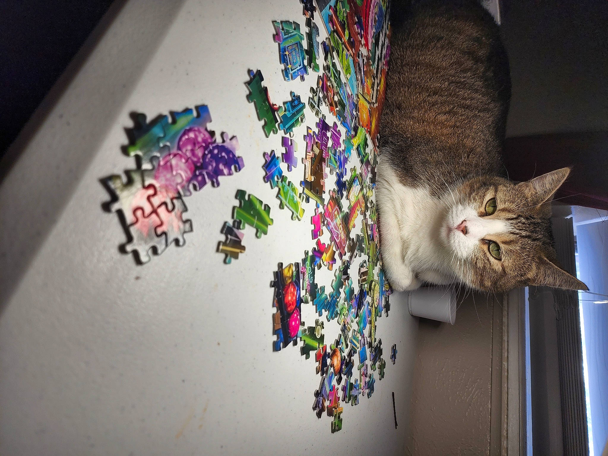 Gypsy is registered to the contest to win money with this photo: art, carnivore, cat, ceiling, domestic_short_haired_cat, felidae, font, fur, graphic_design, graphics, illustration, magenta, paint, room, small_to_medium_sized_cats, tail, tree, visual_arts, whiskers, wood