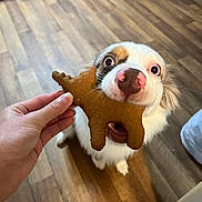 Yogi joined the competition — help win amazing prizes! dog, puppy, treat, cookie, human_hand, hardwood_floor, indoor, close_up, pink_nose, wide_eyes, begging, playful, biscuit, pet_owner, mouth_open, fur, front_paws, wooden_flooring, food, interaction